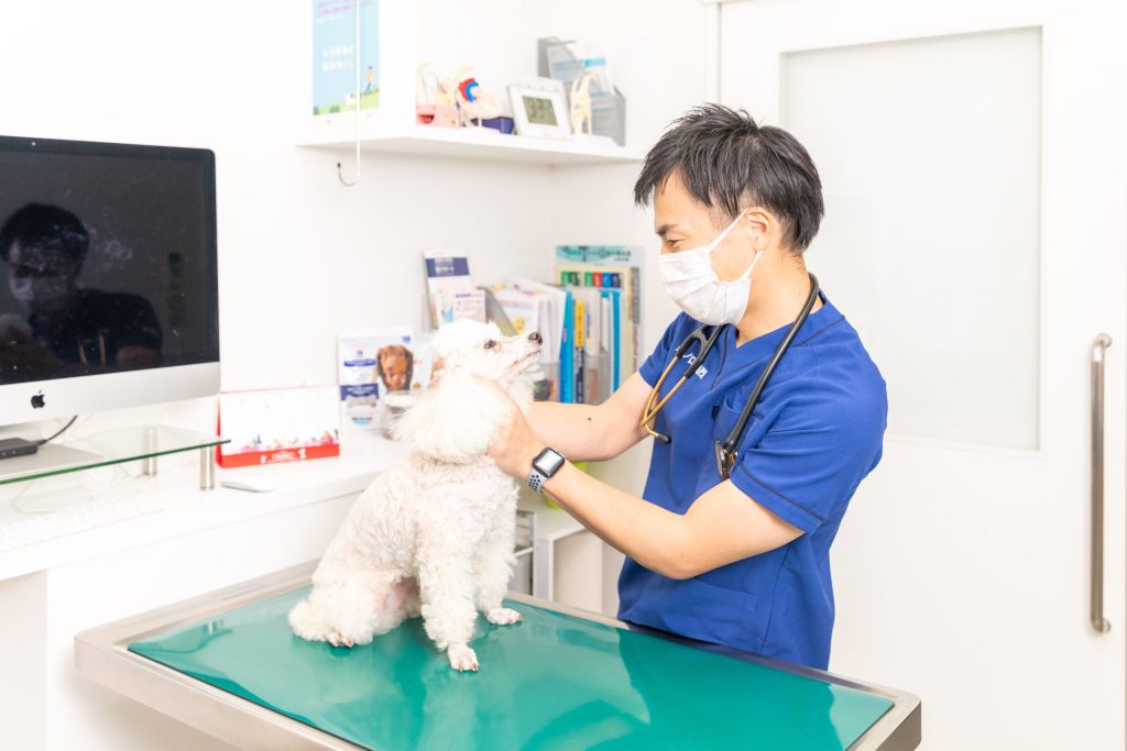 ペットのデンタルケア基礎知識 健康な歯と口腔を保つ方法