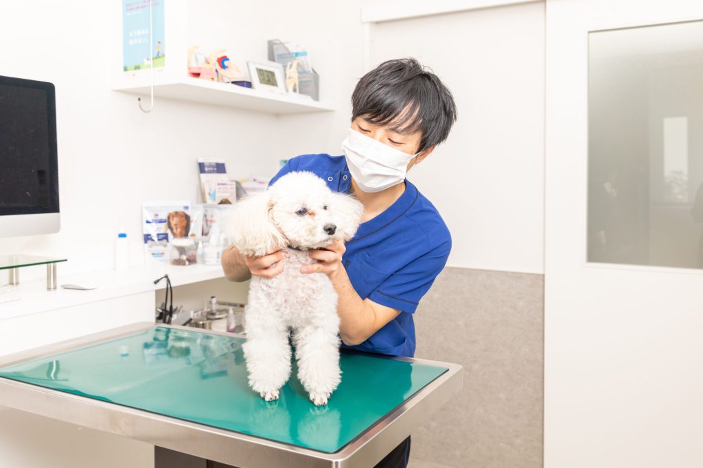 ペットの健康診断の必要性とその意義 予防は最良の治療法