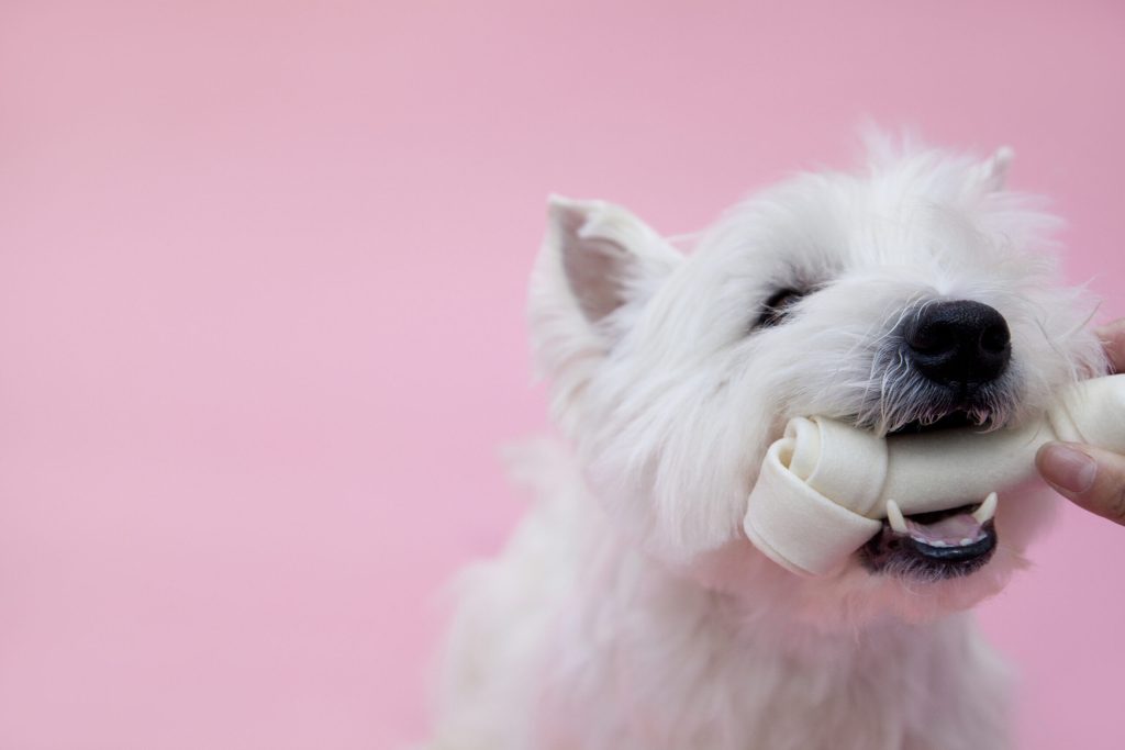 家庭でできるペットのデンタルケア 犬猫のブラッシングの手順とヒント