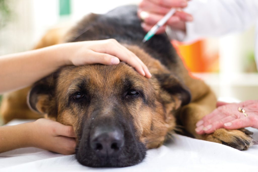 予防接種の重要性とは？ 愛犬・愛猫の健康を守るために