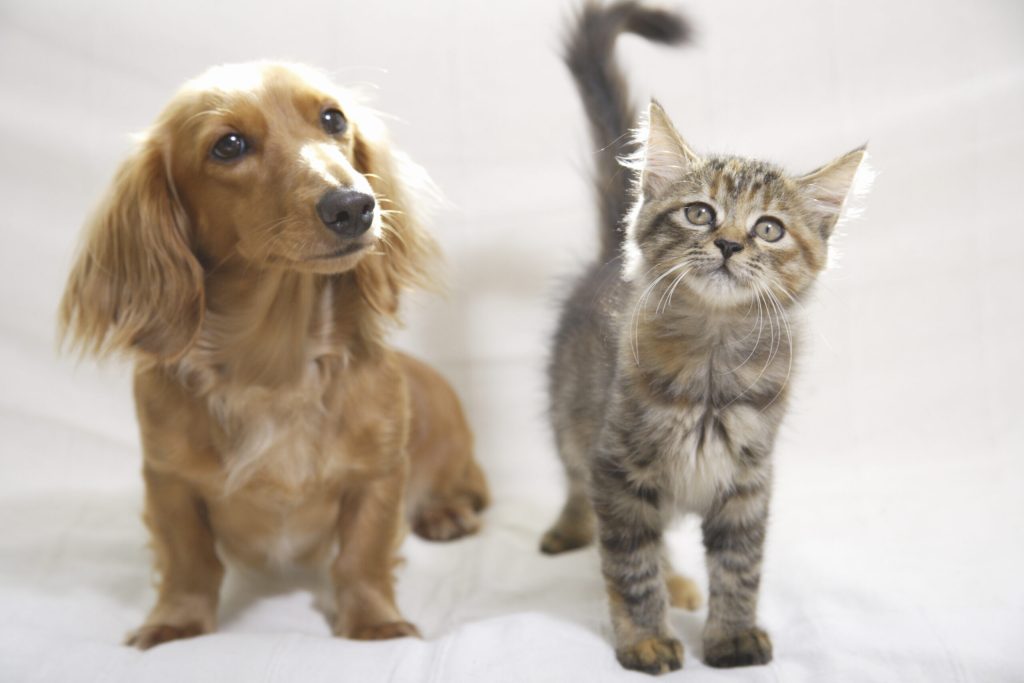 去勢・避妊手術後のケア 愛犬・愛猫のリカバリーをサポート