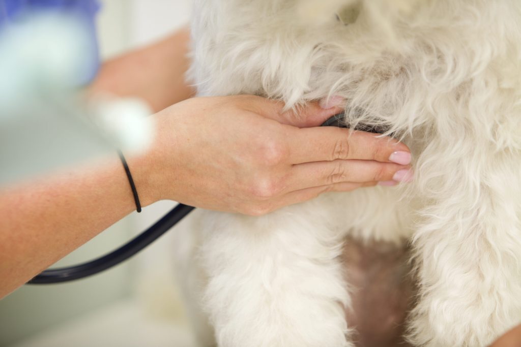 あなたはどうする？愛犬が癌になったとき飼い主さんが取るべき行動
