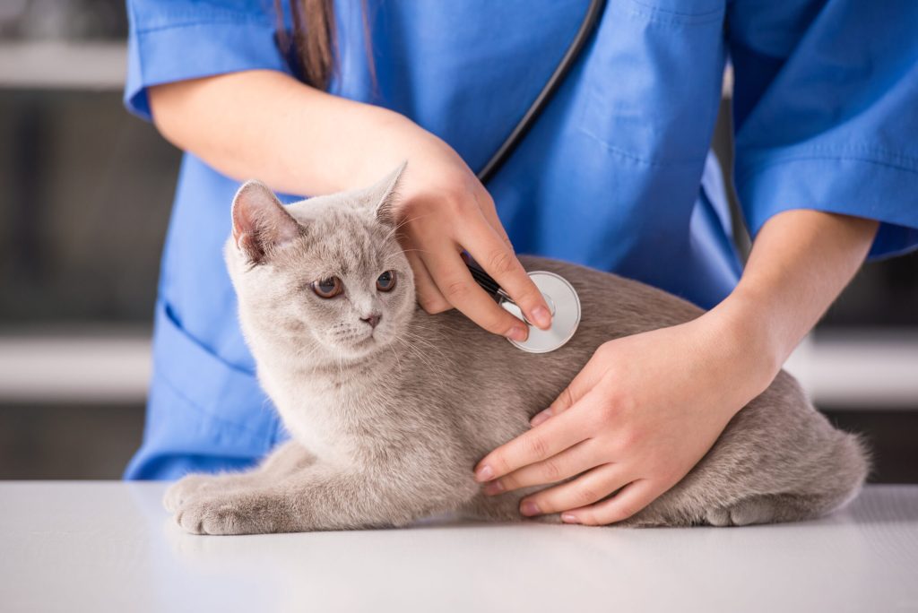 ペットの手術について知ろう 一般的な手術から腫瘍手術まで