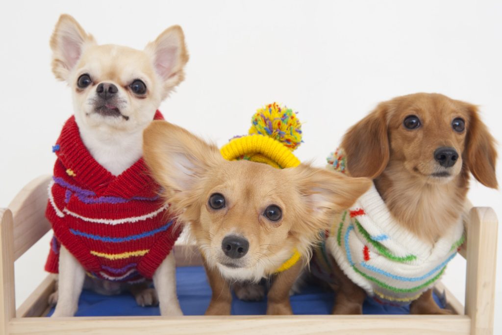 犬のしつけトレーニング パピーからシニアまでの段階別ガイド
