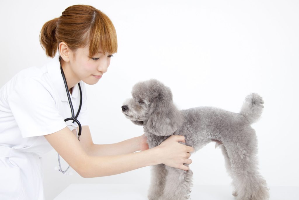 血液検査でわかるペットの健康状態