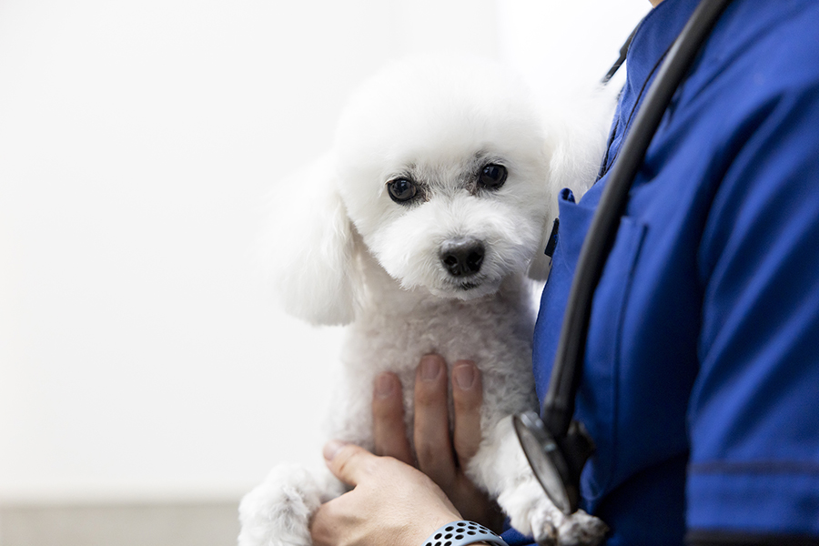 診療対象動物