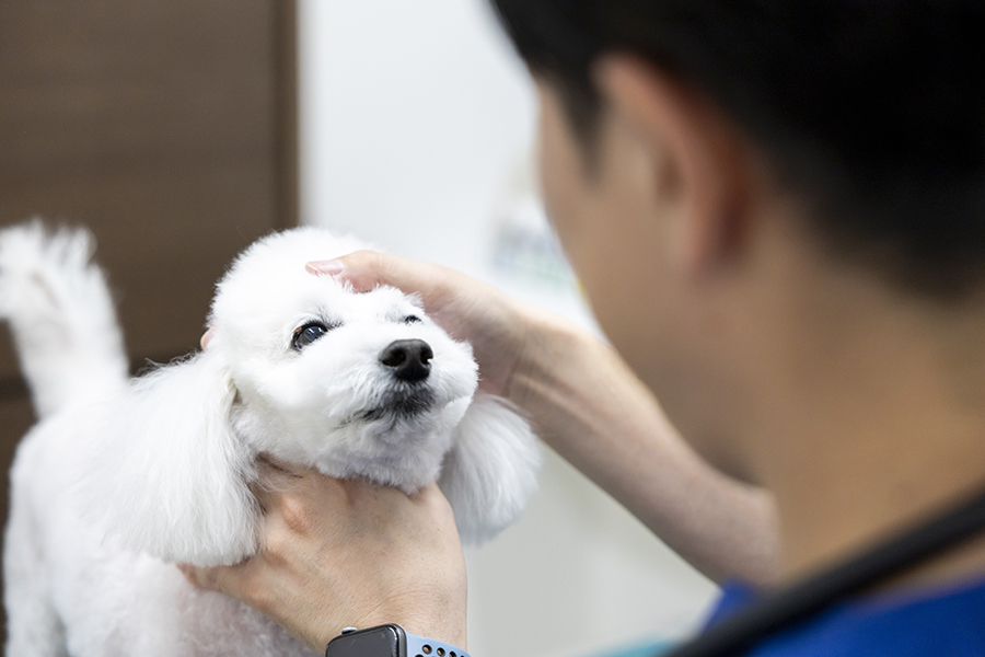 飼い主さん必見！去勢・避妊手術前に知っておくべき注意点