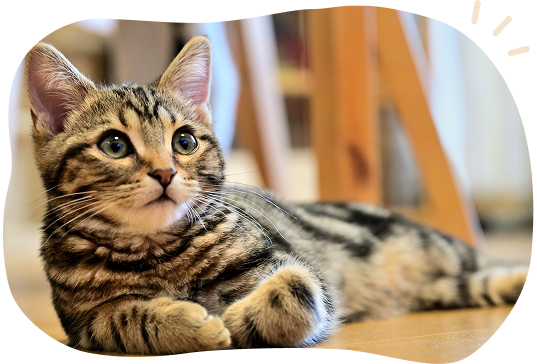 こねこクラス