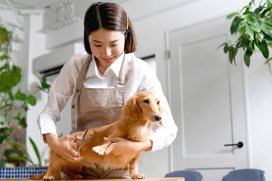 動物病院ならではのトリミング