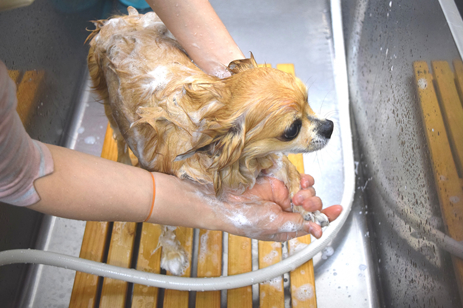 AFLOAT DOGシャンプーを導入