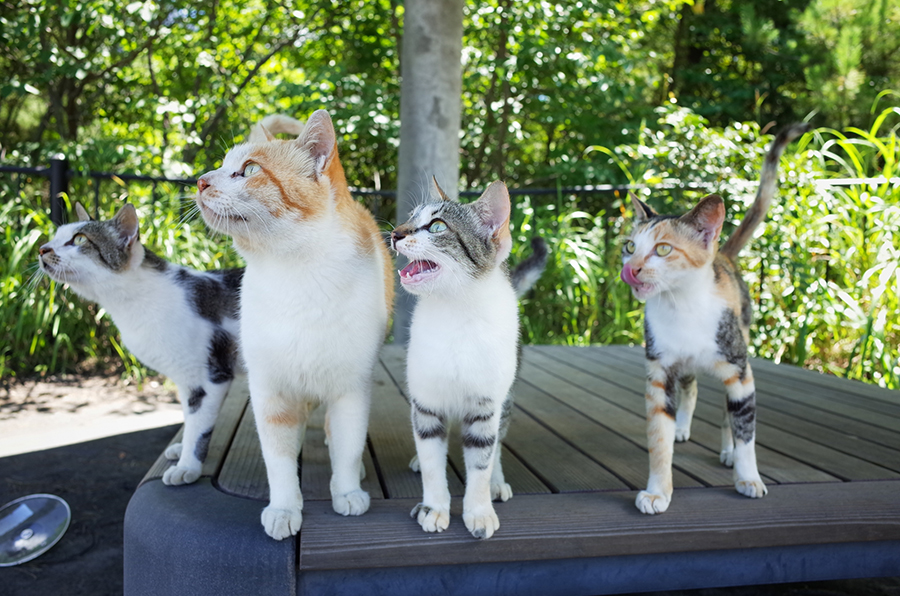 こねこクラスとは
