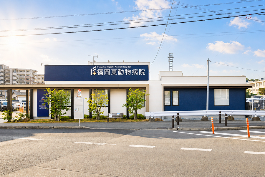 福岡市でワンちゃん・ネコちゃんの去勢・避妊手術をお探しの方へ