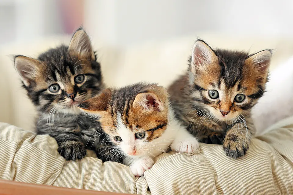 にゃんこ未来塾